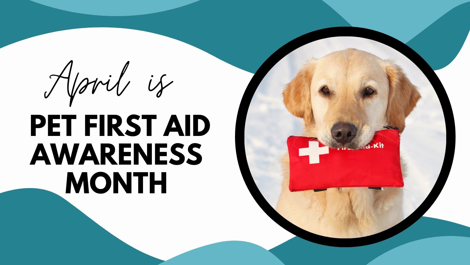 The Downtown Paw Dog Daycare & Grooming Malden, Massachusetts